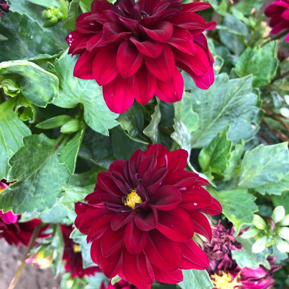 Meet your Posher, Dalvir